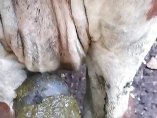 Condom On Dog Porn
