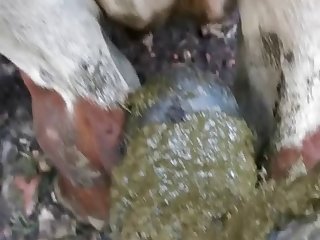 Condom On Dog Porn