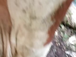 Condom On Dog Porn