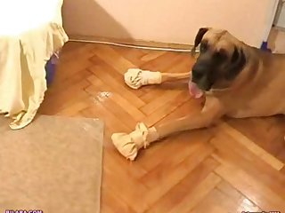 Feminine Dog Porn Pep