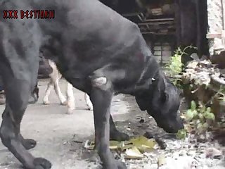 Dog Porn Virgin