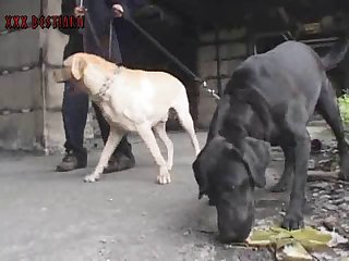 Dog Porn Virgin