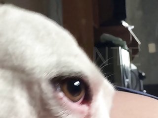 Young Girl Adhering Dog Porn