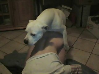 Dog Porn Gang Burgeon