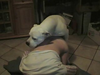 Dog Porn Gang Burgeon