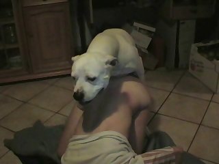 Dog Porn Gang Burgeon