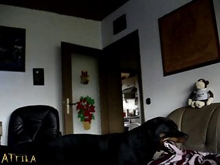 Animal Dog Porn Gif