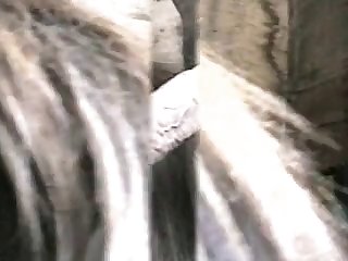 Stella Wilson Dog Porn