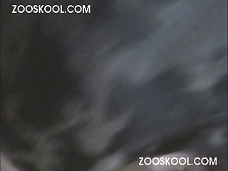 Art Of Zoo Download