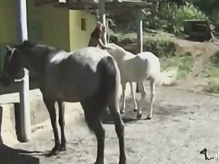 Animal Coitus Tiger