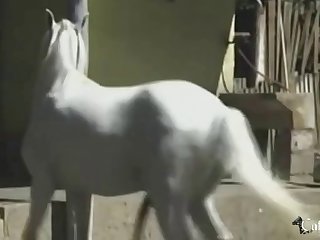 Animal Coitus Tiger