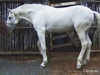 Bestial Sex Horse To Horse