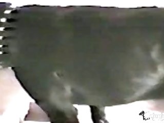 Suppliant To Animal Mating