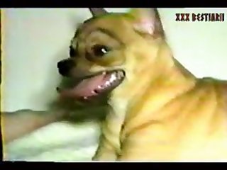 Man Fucking Horse Porn Gif