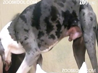 Zoofilia Cachorro