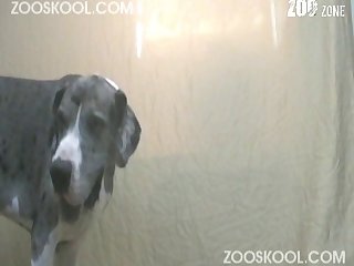 Zoofilia Cachorro