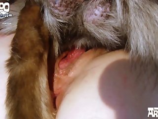 Sesso Con Cavallo