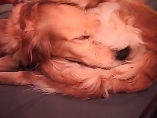 Perros Xxx