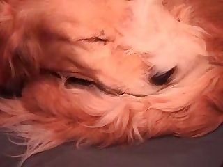 Perros Xxx