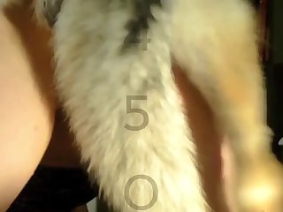Wet Dog Porn