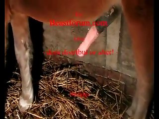 Would You Like Some Of That Horse Cock He Asked As