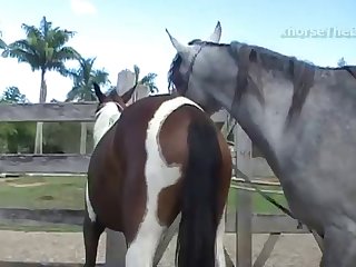 When The Horse Climaxed In Ecstasy Body Sweat Soaked
