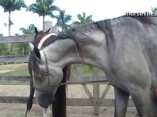 When The Horse Climaxed In Ecstasy Body Sweat Soaked