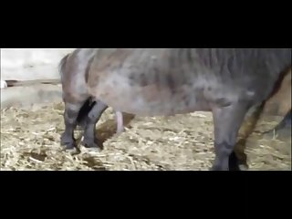 I Came Immediately As The Horse Cock Touched Me There