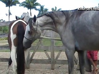 When The Horse Climaxed In Ecstasy Body Sweat Soaked