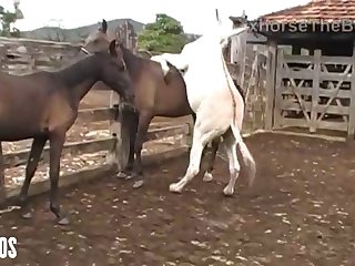 Mind Seeing Her Get It On With The Animals From Time To