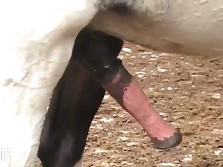 Mind Seeing Her Get It On With The Animals From Time To