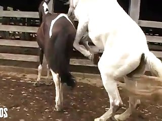 Mind Seeing Her Get It On With The Animals From Time To