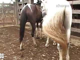 Mind Seeing Her Get It On With The Animals From Time To