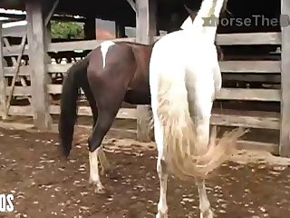 Mind Seeing Her Get It On With The Animals From Time To