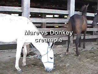 The Horse Fucking Me