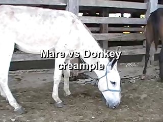 The Horse Fucking Me