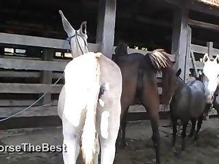 The Horse Fucking Me