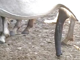 The Horse Fucking Me