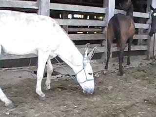 The Horse Fucking Me