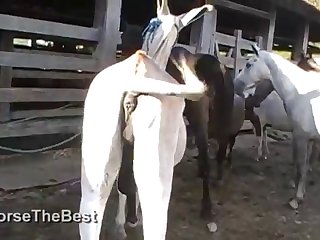 The Horse Fucking Me
