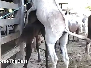 The Horse Fucking Me
