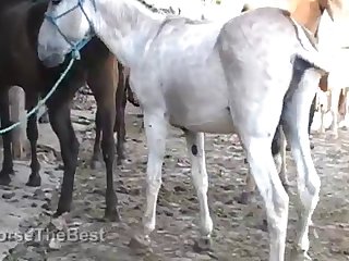 The Horse Fucking Me
