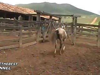 Horse Fucks You He Cried Out As He Moved His Cock To