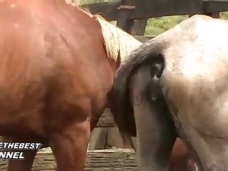 Horse Fucks You He Cried Out As He Moved His Cock To