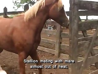 Horse Fucks You He Cried Out As He Moved His Cock To