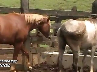 Horse Fucks You He Cried Out As He Moved His Cock To