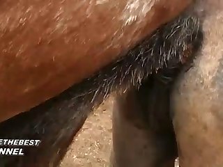 Horse Fucks You He Cried Out As He Moved His Cock To