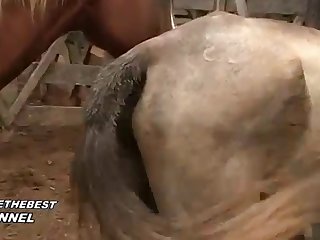 Horse Fucks You He Cried Out As He Moved His Cock To
