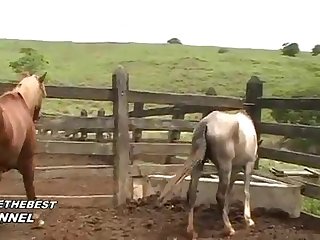 Horse Fucks You He Cried Out As He Moved His Cock To