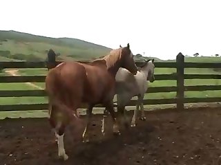 Horse Fucks You He Cried Out As He Moved His Cock To